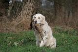 GOLDEN RETRIEVER 1018